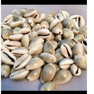 biji dakon - biji congklak - kerang dakon - toko. kayu jati