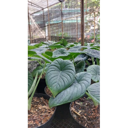 Alocasia Melo Badak