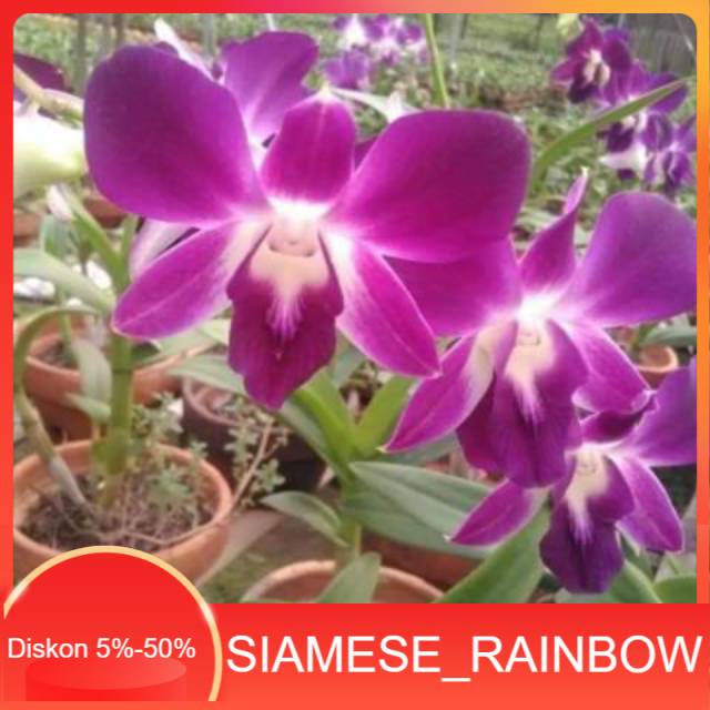 Anggrek Dendrobium Sonia Dewasa