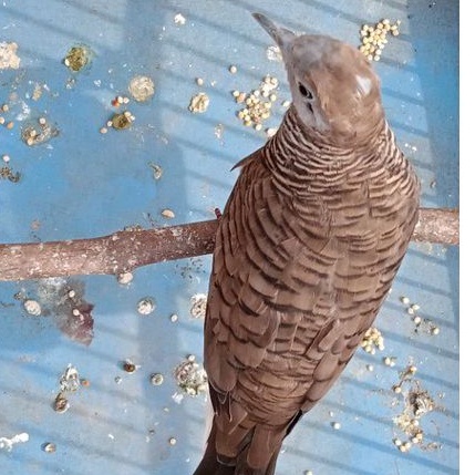 Burung perkutut krosing katuranggan Satrio Pinayungan