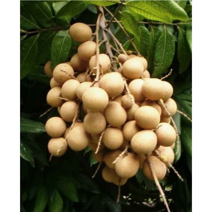 PAKET HEMAT..!! 4 BIBIT POHON LENGKENG AROMA DURIAN