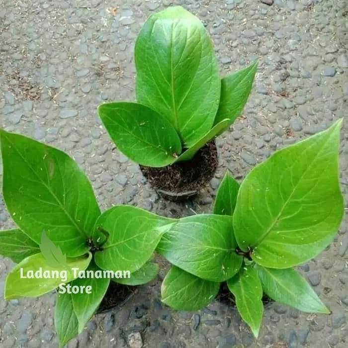 Tanaman Hias Anthurium Jemani Cobra - Anthurium Jemani Cobra