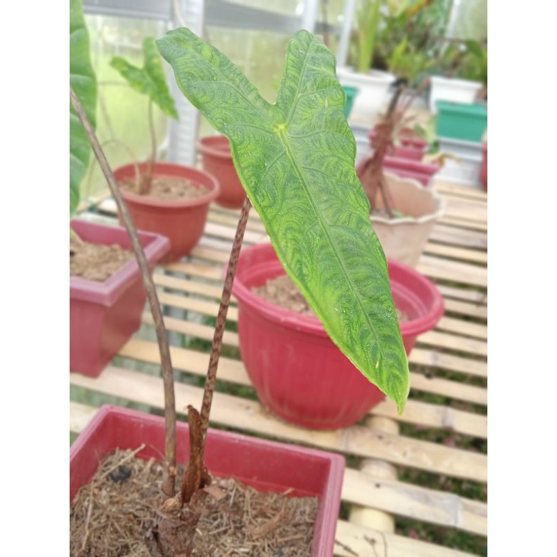 Alocasia sp
