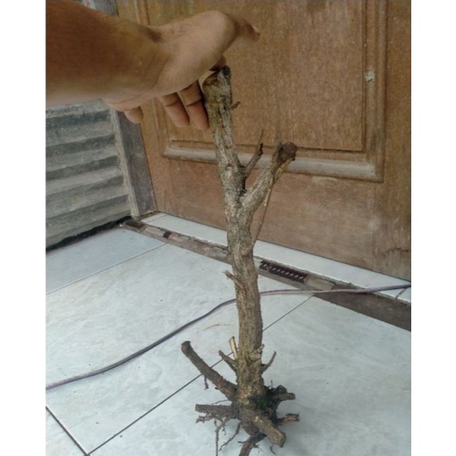 dongkelan wahong laut ukuran semalll
