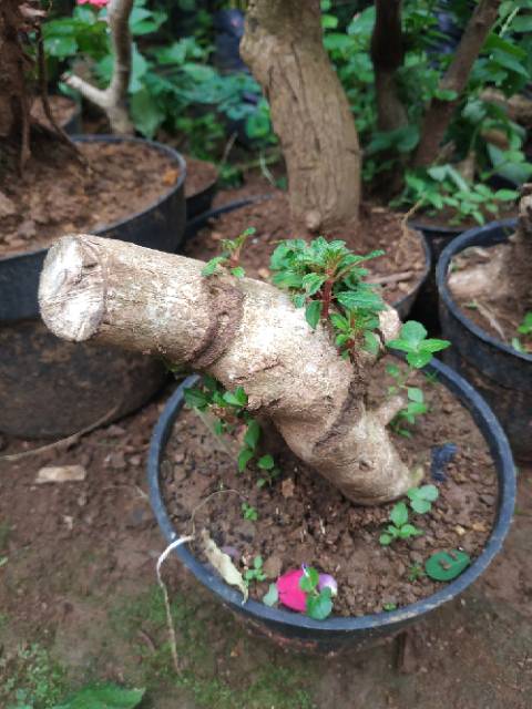 Bahan Bonsai Senggani Shopee Indonesia