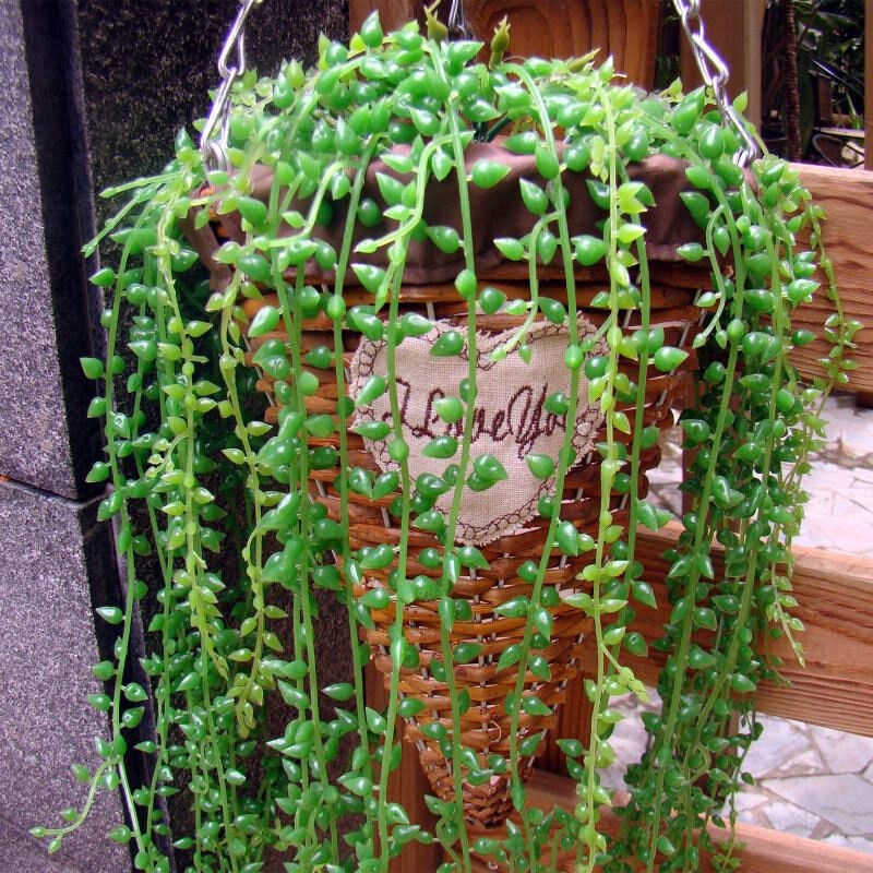 L Artificial Hanging Plants Fake Succulents  GreenDec 