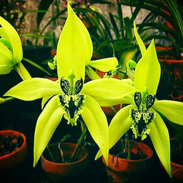 Anggrek hitam atau Coelogyne pandurata dewasa