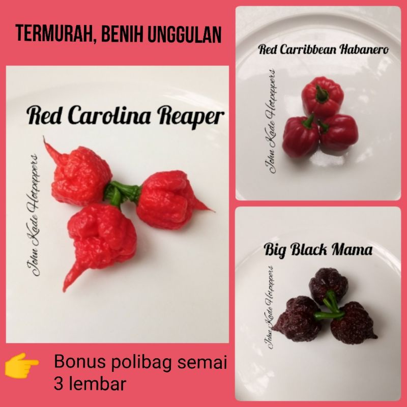 BIBIT BENIH CABE IMPORT SUPER PEDAS DAN HIAS (ORNAMENTAL) RED CAROLINA REAPER RED CARRIBBEAN HABANER