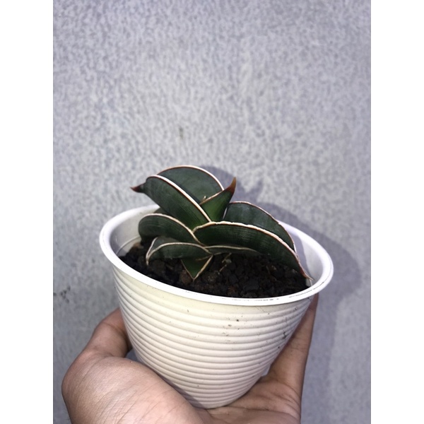 sansivera rorida dari induk varigata