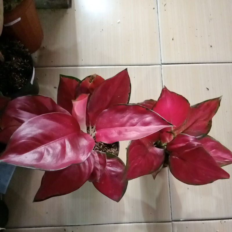 aglonema suksom dan red queen