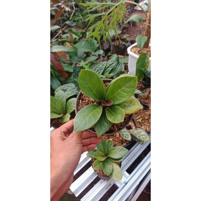 anthurium jemani compacta anthurium jemani mangkok jemani tornado jemani anthurium jemani