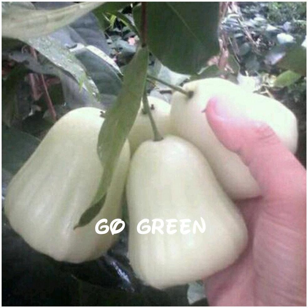 Free Ongkir Bibit Buah Jambu Air Madu Susu Putih @_$