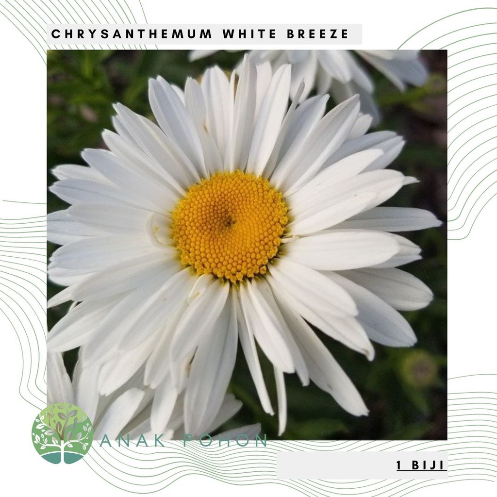 Benih Bibit Biji - Chrysanthemum White Breeze Bunga Krisan Putih Flower Seeds - IMPORT