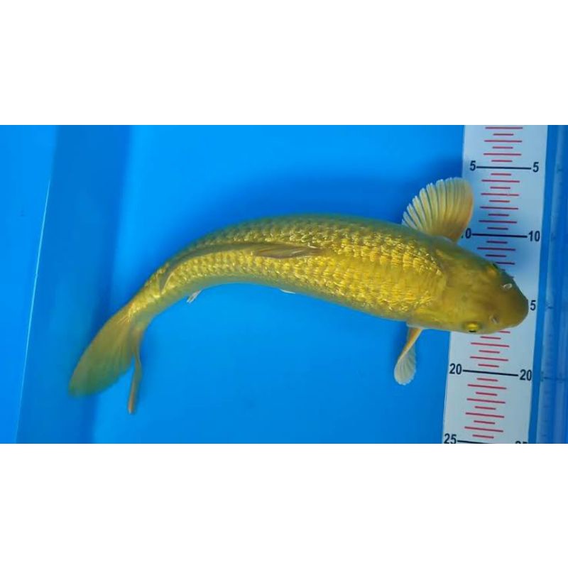 ikan koi midori ginrin size 24-26cm