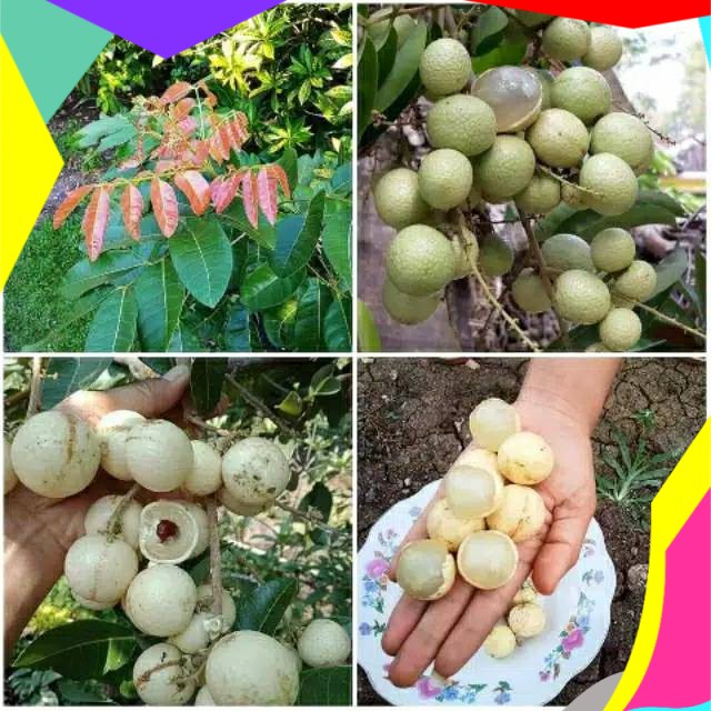 Siap Kirim PAKET 4 BIBIT KELENGKENG MATALADA