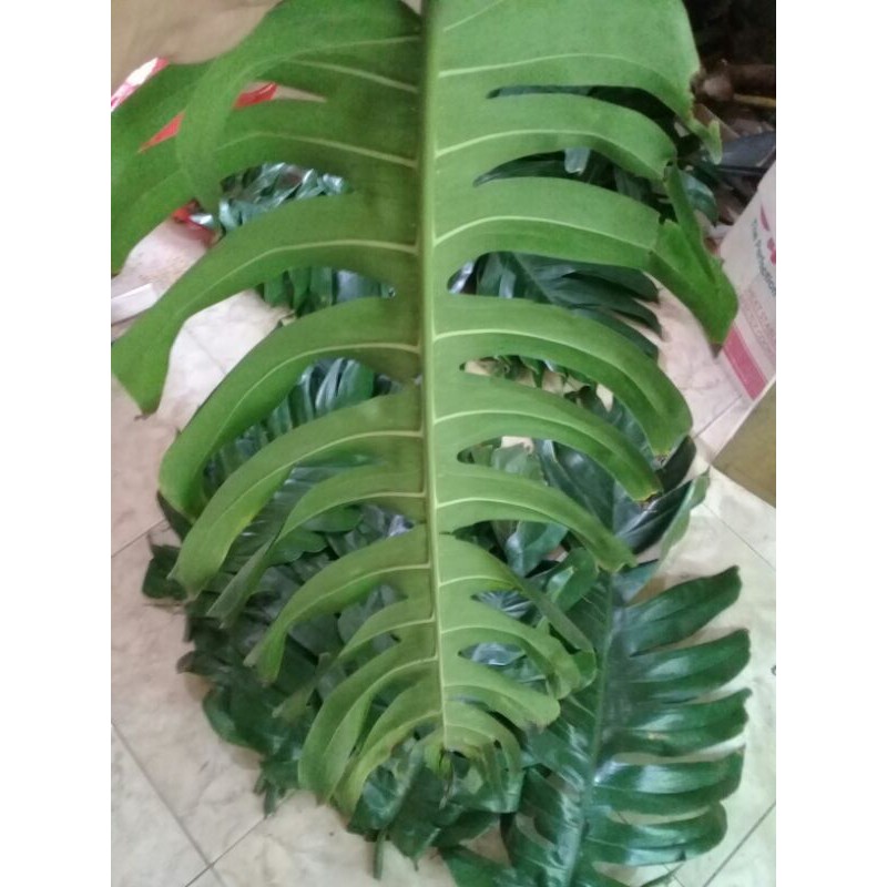 

Daun ekor naga segar 500 gram