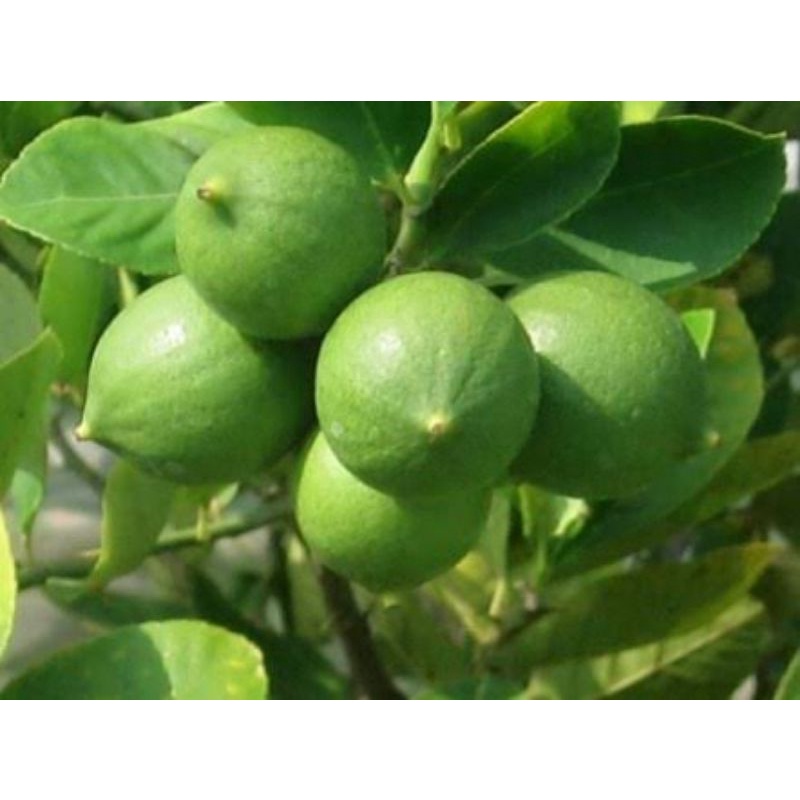 bibit tanaman buah jeruk nipis cangkok