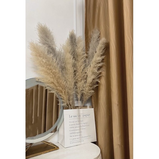 Pampas Bulu Tassel Premium Hiasan Vas Guci Buket Bunga Kering Dried Flowers Dekorasi Kamar Hiasan Di