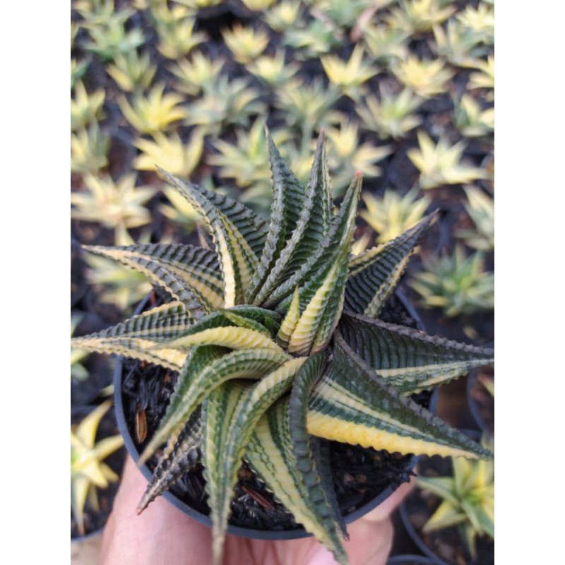 haworthia limifolia variegata