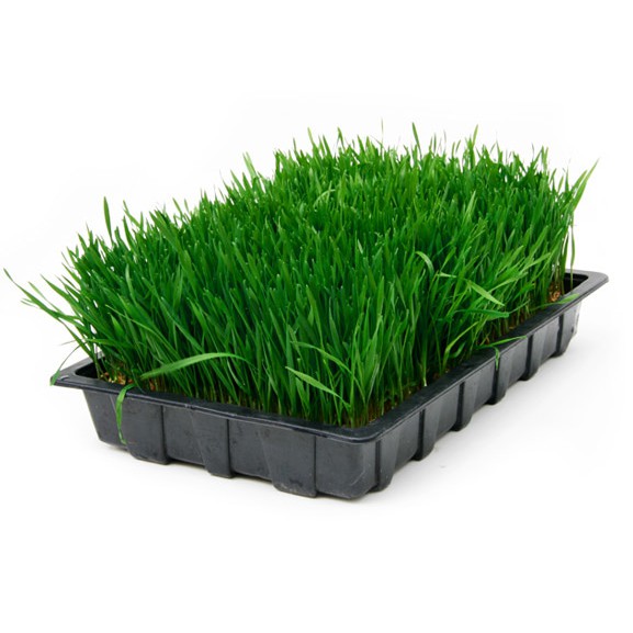 

Wheatgrass Seeds ( Biji Rumput Gandum ) - 500 Gr