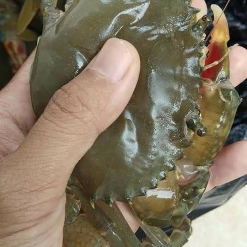 

kepiting soka/lunak beku 70-150gram per ekor