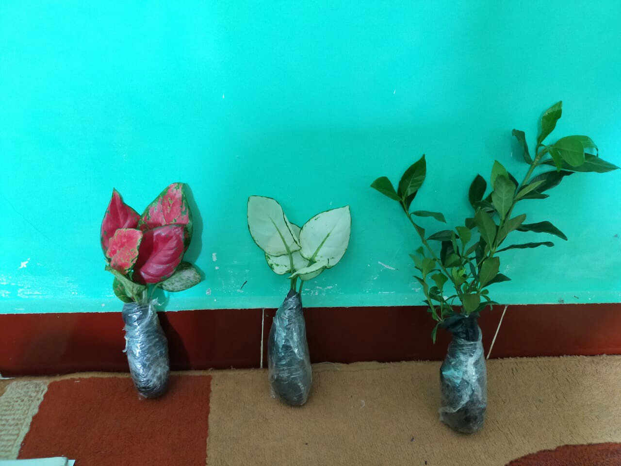 Tanaman Hias Melati Kaca Piring Harum / Melati Kaca Piring / Melati Kaca Piring