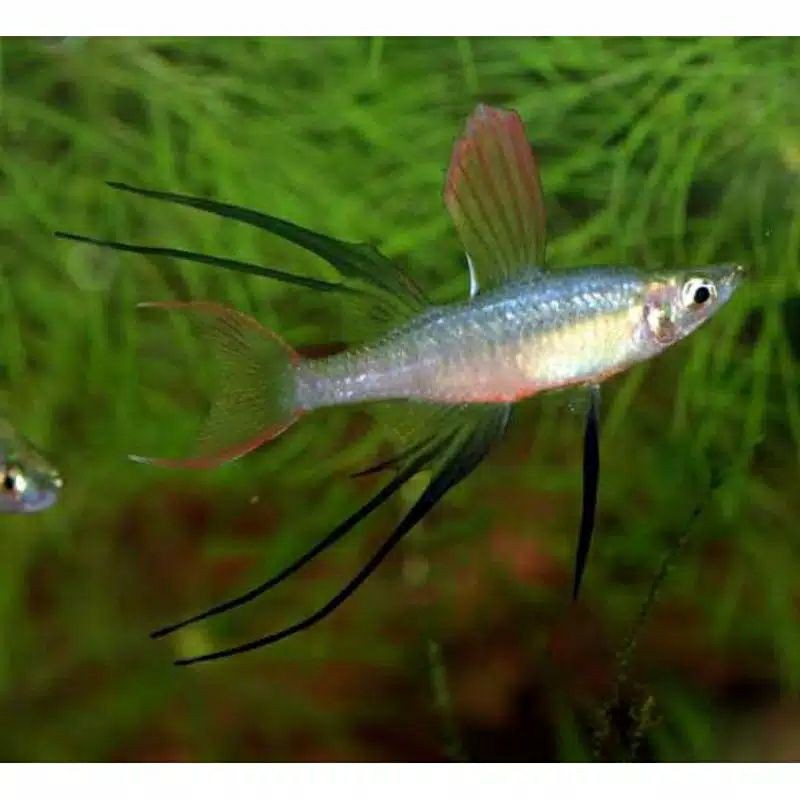 

ikan iriantherina