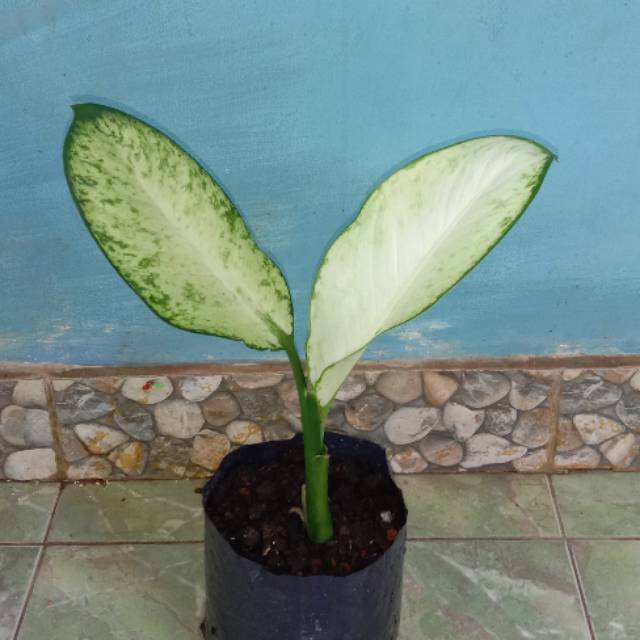 Pohon hias blanceng putih/blanceng akustick