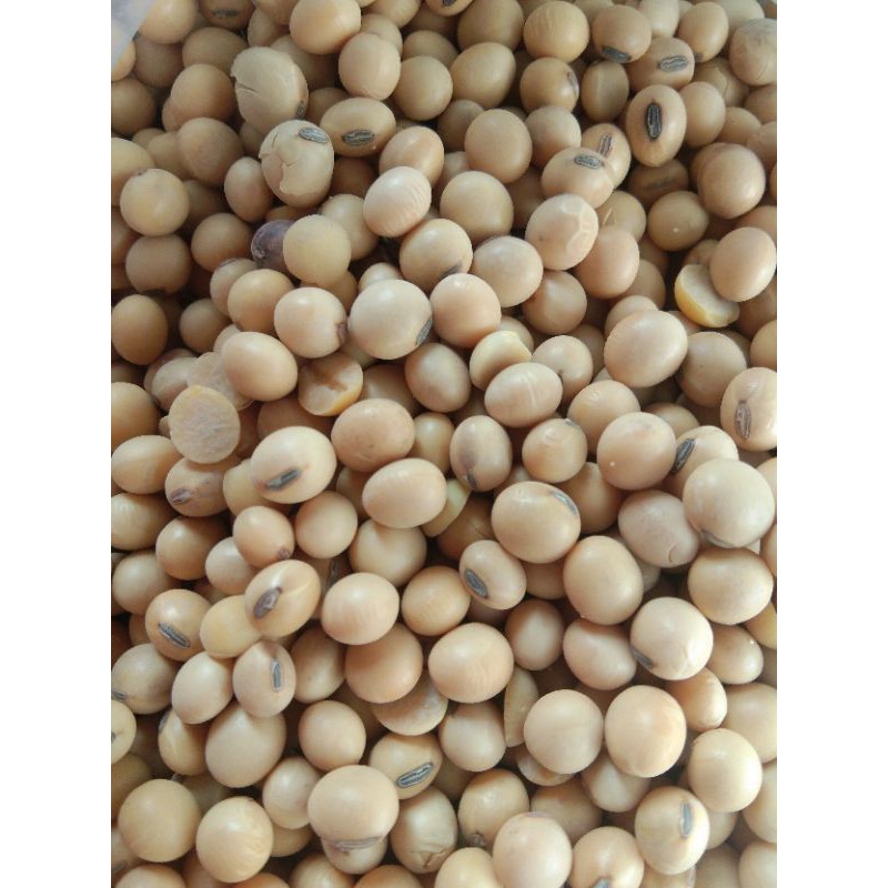 

kacang kedelai 250gr - 500gr - 1kg