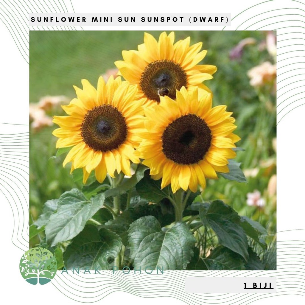 Benih Bibit Biji - Sunflower Mini Sun Dwarf Bunga Matahari Kerdil Seeds - IMPORT - Bisa di Tanam Dalam Pot