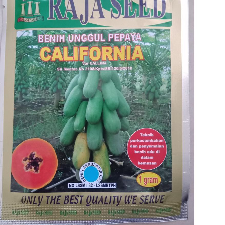 TERMURAH 1g Benih Pepaya Califronia Raja Seed Bibit Pepaya California Raja Seed Benih Pepaya Raja