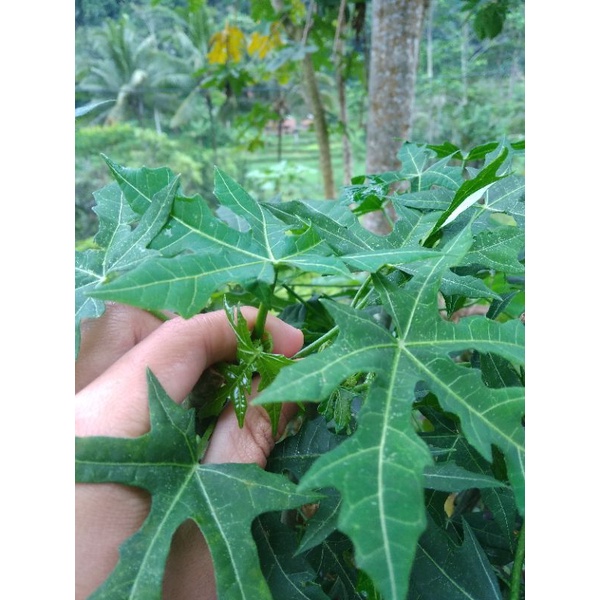 

lalapan daun gedi per 3 iket