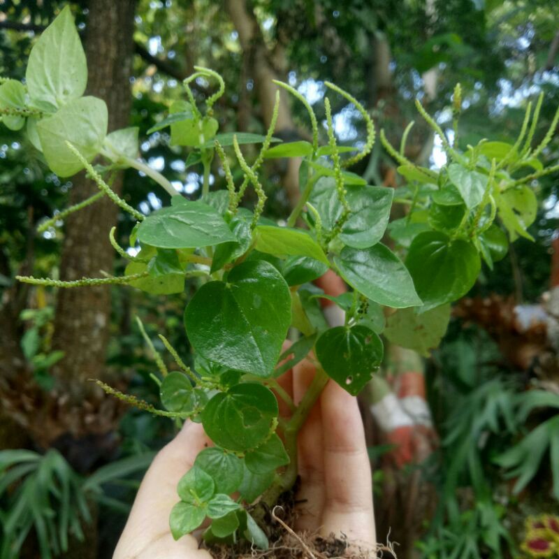 

SIRIH CINA TERMURAH 100g