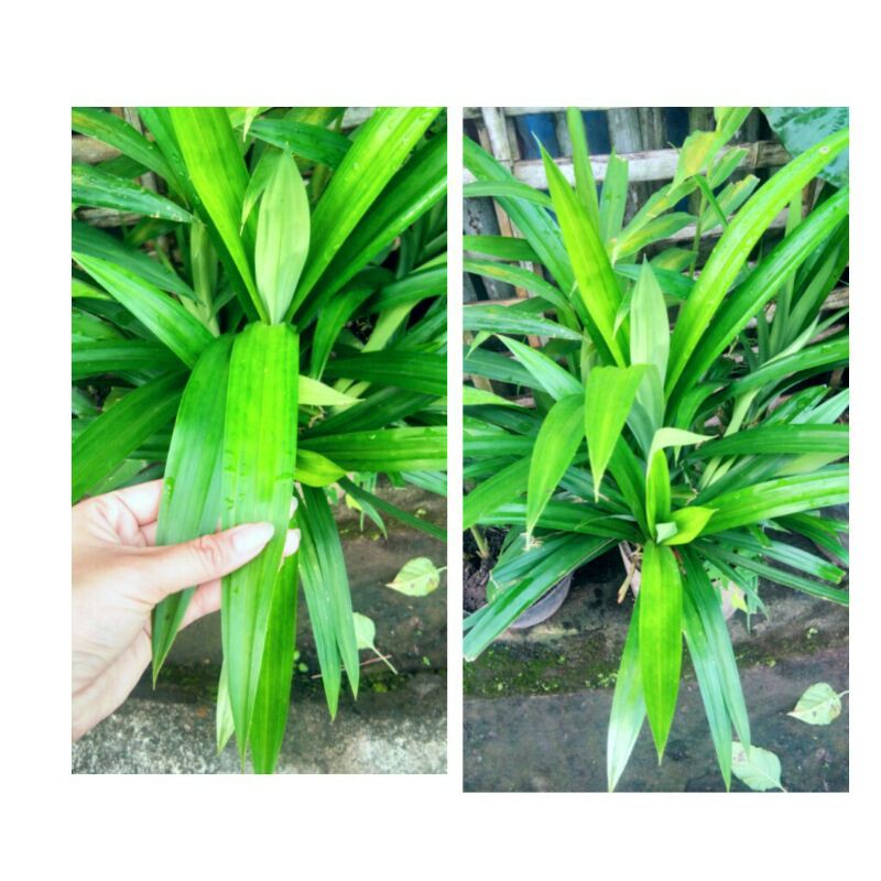 

Daun Pandan Segar
