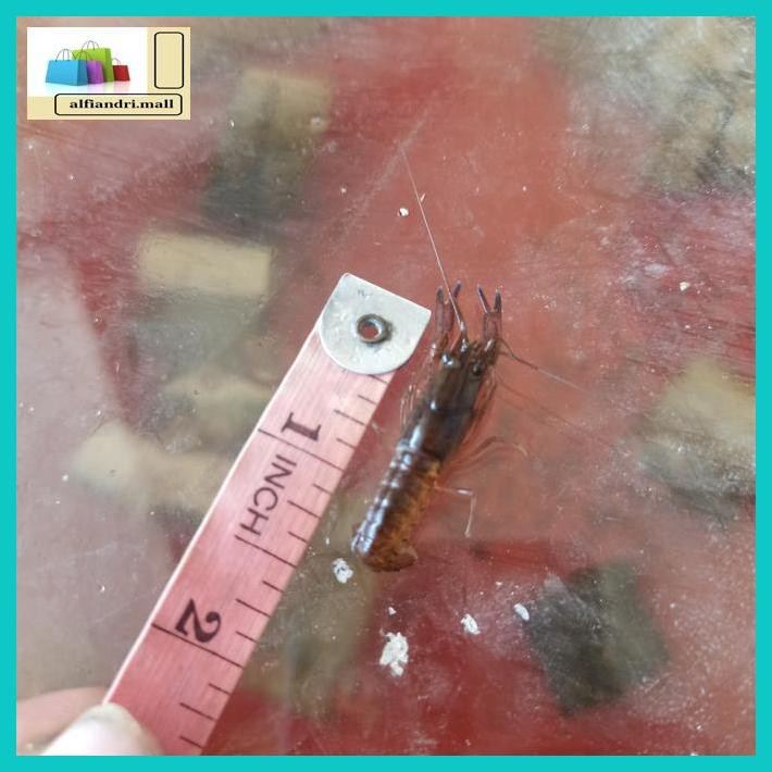 F7Gfgh- Bibit Lobster Air Tawar Red Claws 1,5 Inci H8Tu667-
