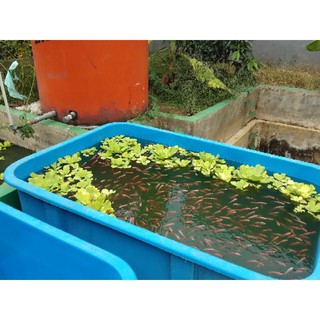 bibit ikan nila merah 4-6cm | Shopee Indonesia