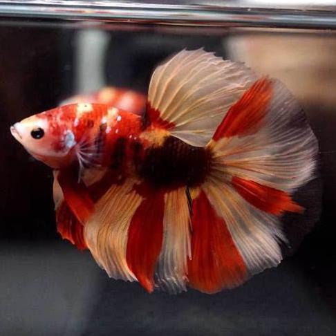 Ready Produk Terlaris 2020 Hobi Koleksi Cupang Halfmoon Nemo Koi