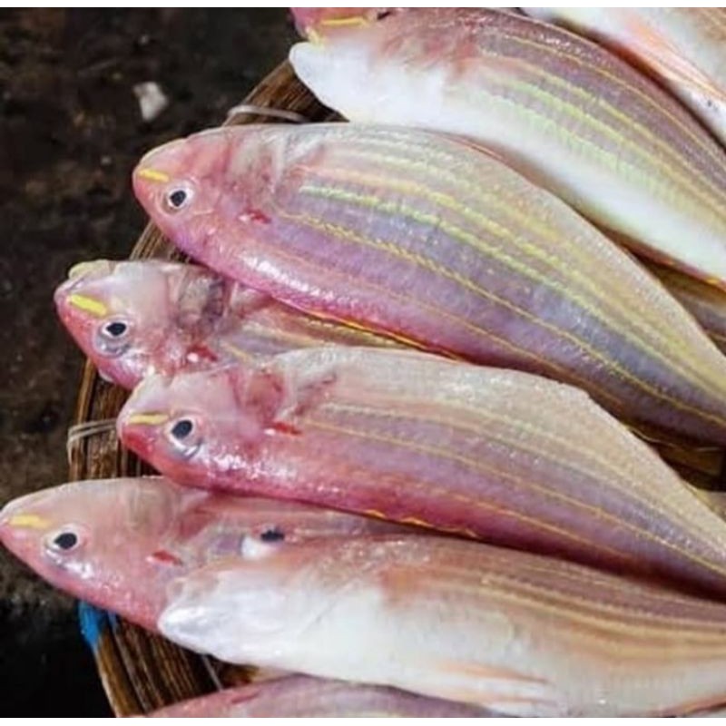 

ikan kurisi / ikan kerisi / ikan terisi segar 1kg