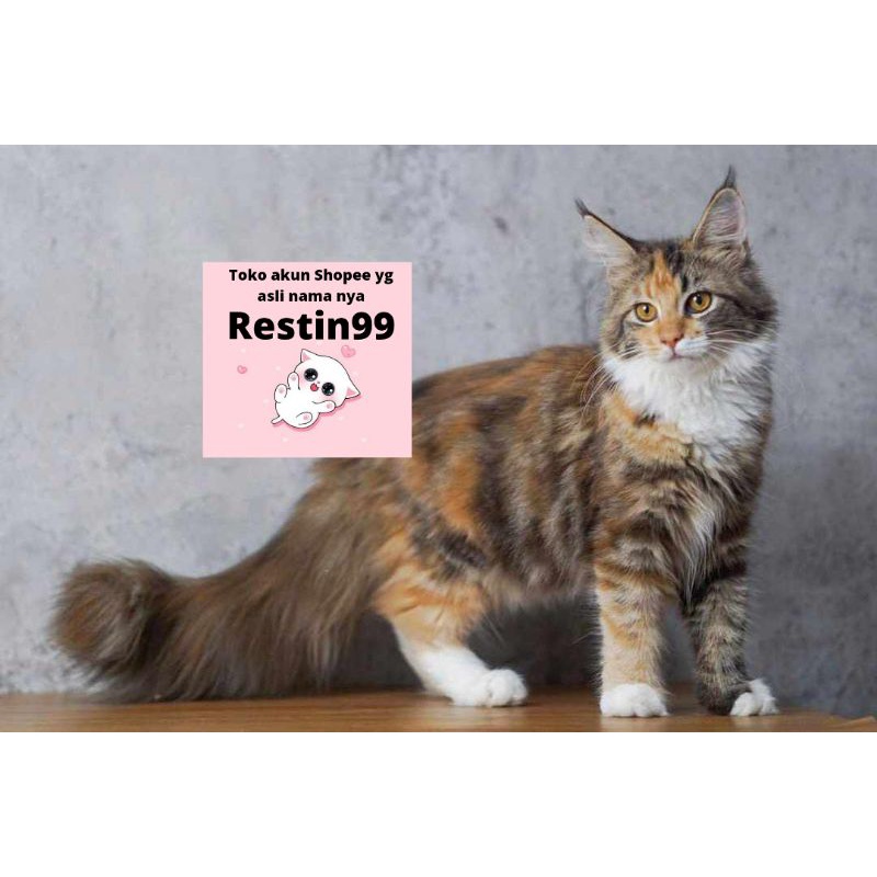mainecoon betina remaja non ped
