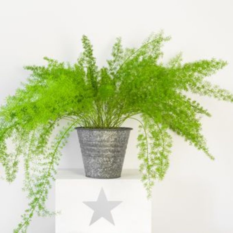 Tanaman Krisdoren /Asparagus Taman / Asparagus Aethiopicus / Asparagus Springeri