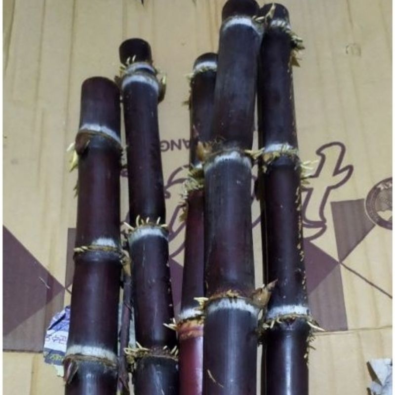 

Jual batang tebu Hitam Tebu ireng paket 1 kg