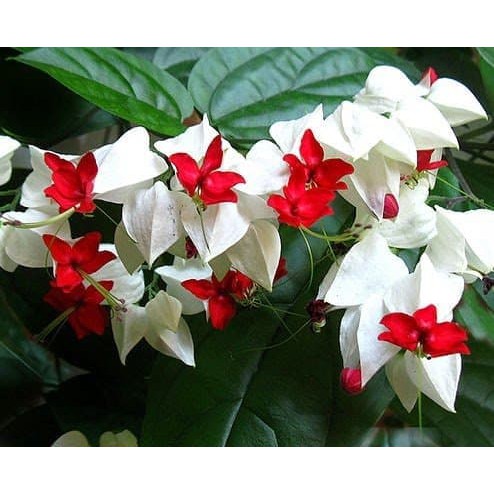  bibit  tanaman  hias Bunga Nona Makan Sirih merah putih 