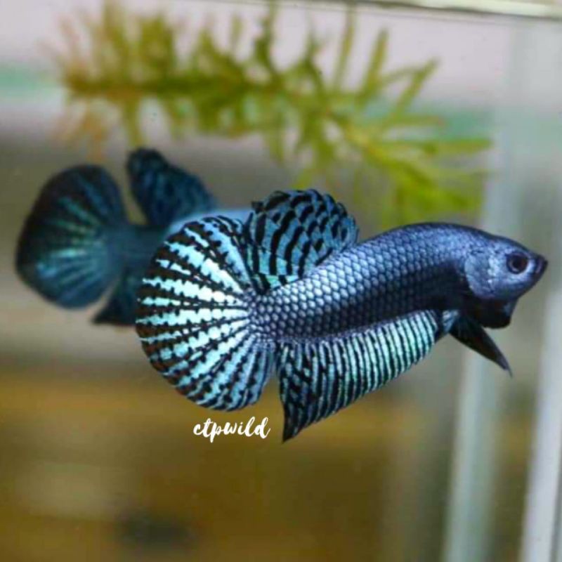 Wild Betta Alien Grey