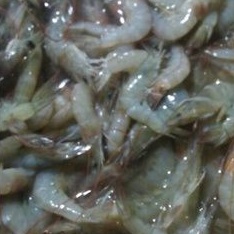 

UDANG SEGAR. LANGSUNG DARI TAMBAK