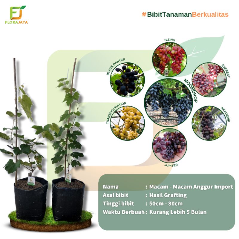 BIBIT ANGGUR IMPORT GENJAH