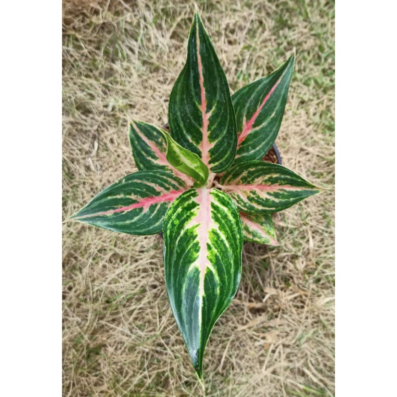 Aglonema pink beauty