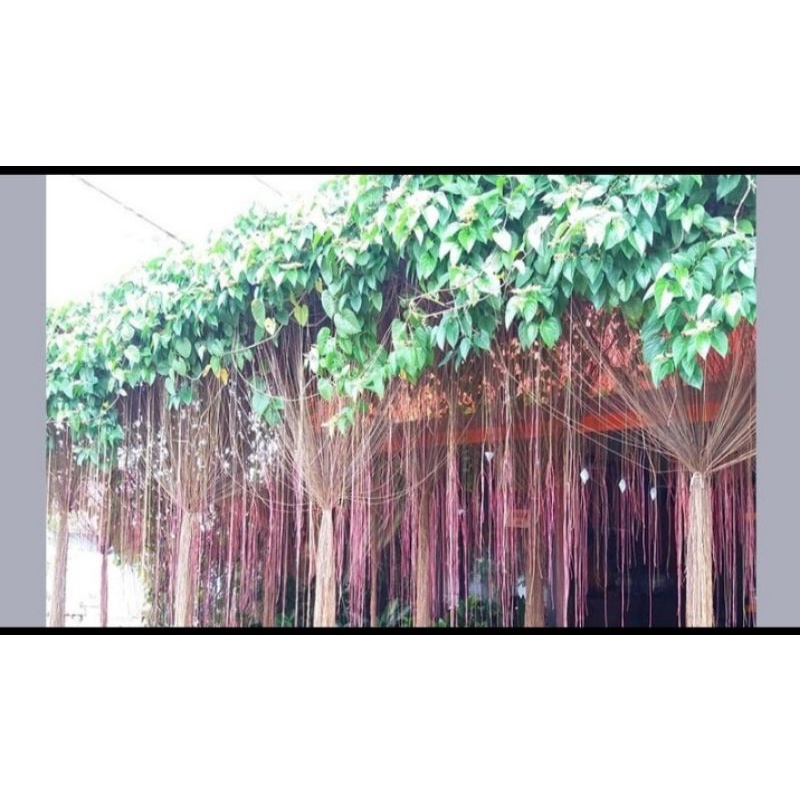 10 curtain ivy/akar gantung stek