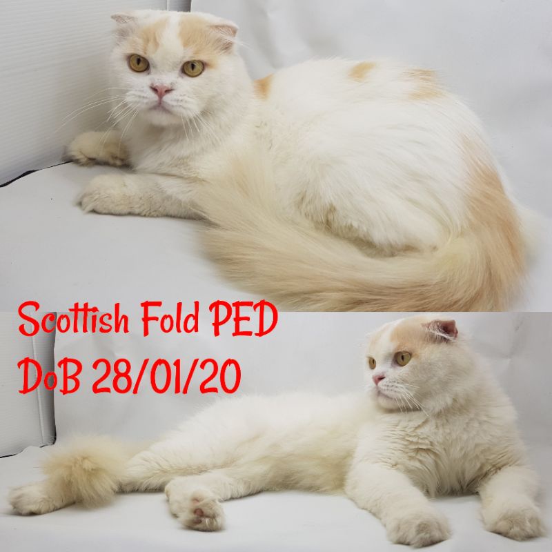 Kitten Kucing Cat Scottish Fold PED Jantan