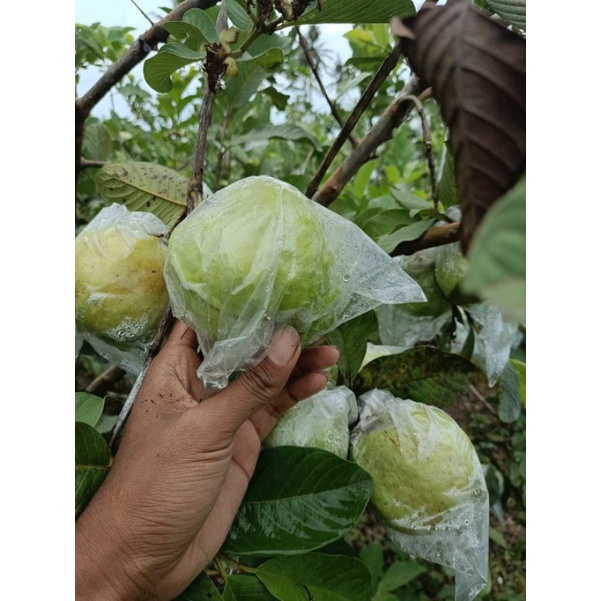 

jambu kristal kebumen 450 gr