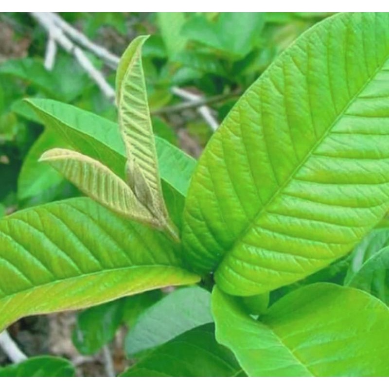 

daun jambu muda (perlembar) bisa dibuat untuk obat herbal